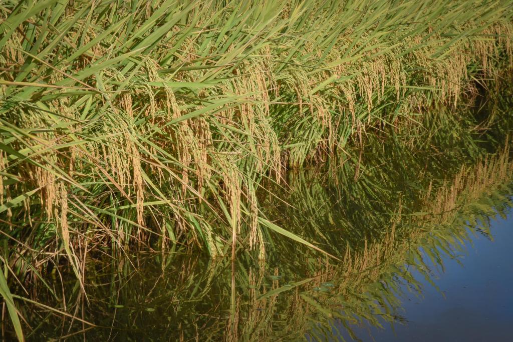 Exportações e consumo interno mantém firme o mercado do arroz