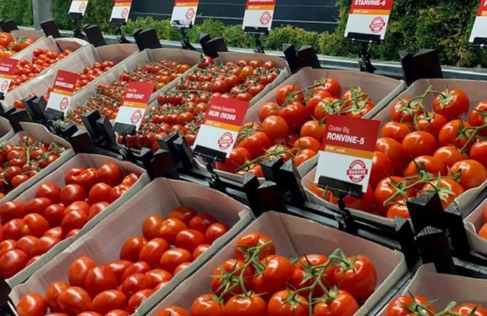 Nunhems opens Tomato Experience Center in the Netherlands