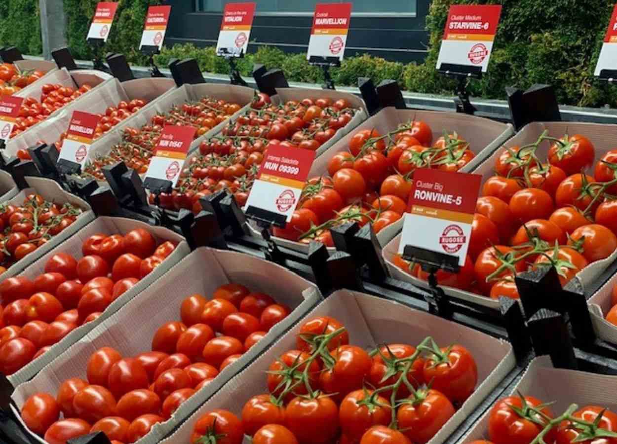 Nunhems inaugura Centro de Experiência do Tomate na Holanda