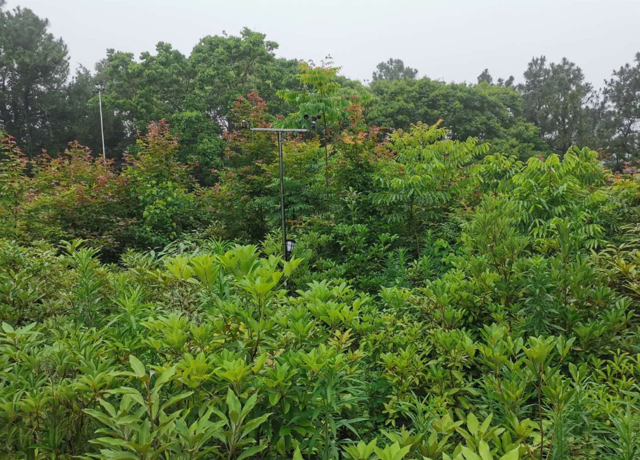Foto:&nbsp;Liting Zheng