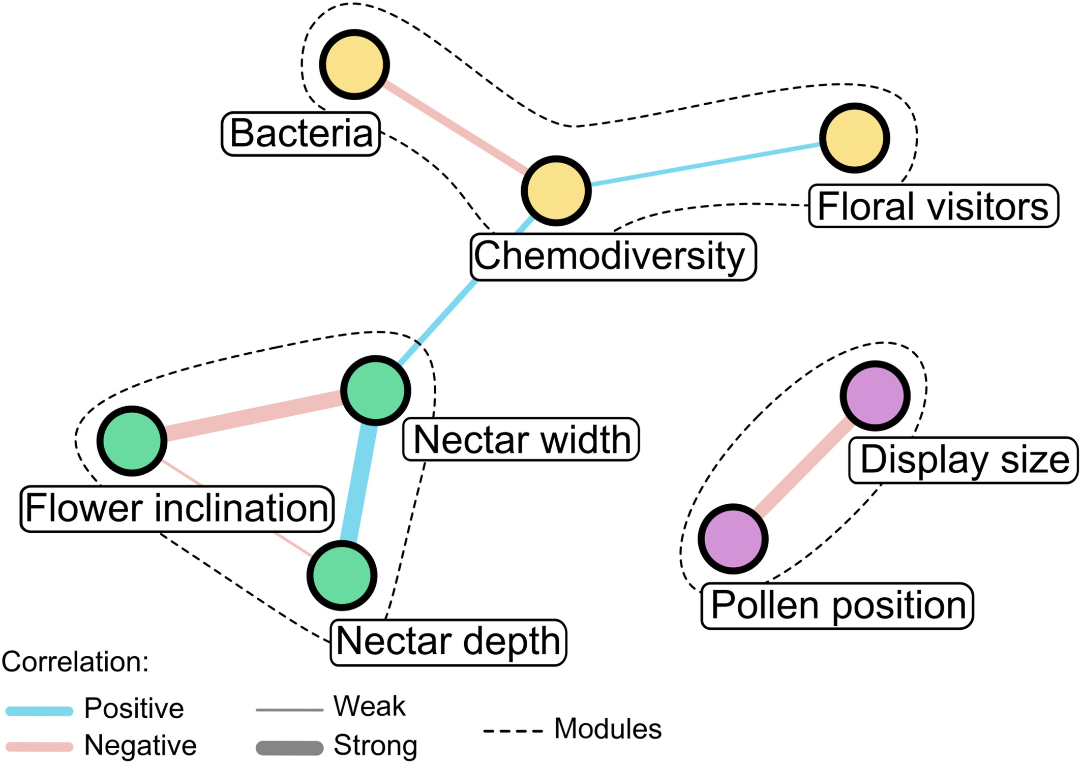 Rede de associações pareadas significativas entre características florais morfológicas, quimiodiversidade do aroma floral, riqueza bacteriana e riqueza de visitantes florais, com base nos coeficientes de correlação de Spearman. A cor da borda indica a direção da correlação (azul = positiva, vermelho = negativa) e a espessura da borda representa a força da correlação. A cor do nó indica a associação ao módulo, conforme identificado pelo agrupamento de Louvain; linhas tracejadas delineiam os módulos detectados -&nbsp;doi.org/10.1111/nph.70600
