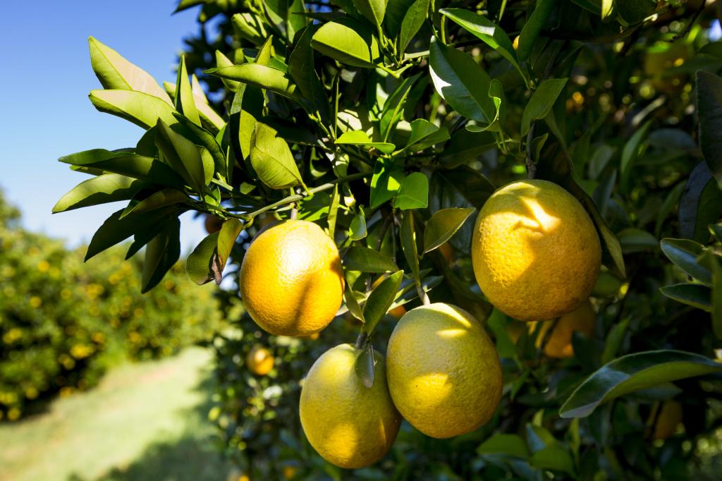 Safra 19/20 de citros deve ser 35% maior que a passada