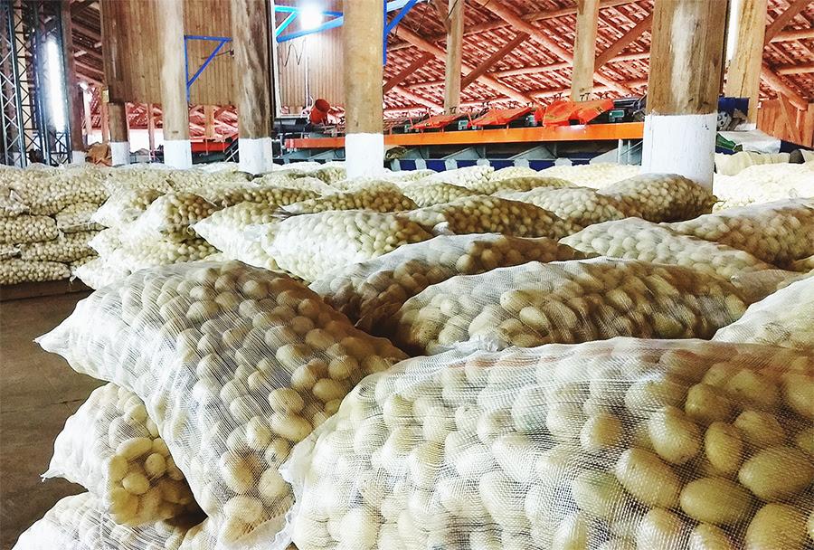 Batata irrigada é sinônimo de qualidade e produtividade na Fazenda Primavera, em Itapeva, SP