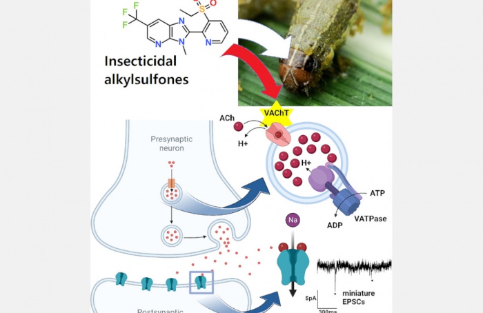 Cientistas sugerem novo modo de ação de inseticidas de alquilsulfona piridínica