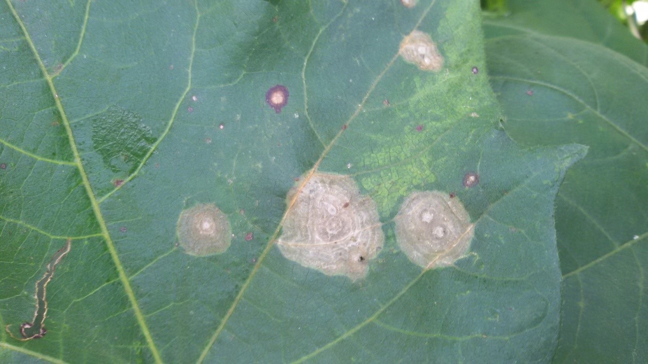 Figure 5 - Symptoms of phytotoxicity caused by fertilizer application to cotton crops. Source: Alfredo Riciere Dias