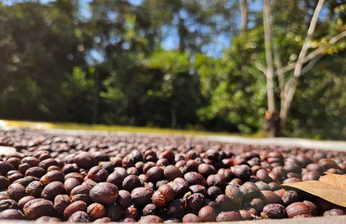 Cafeicultura cresce nas matas de Rondônia