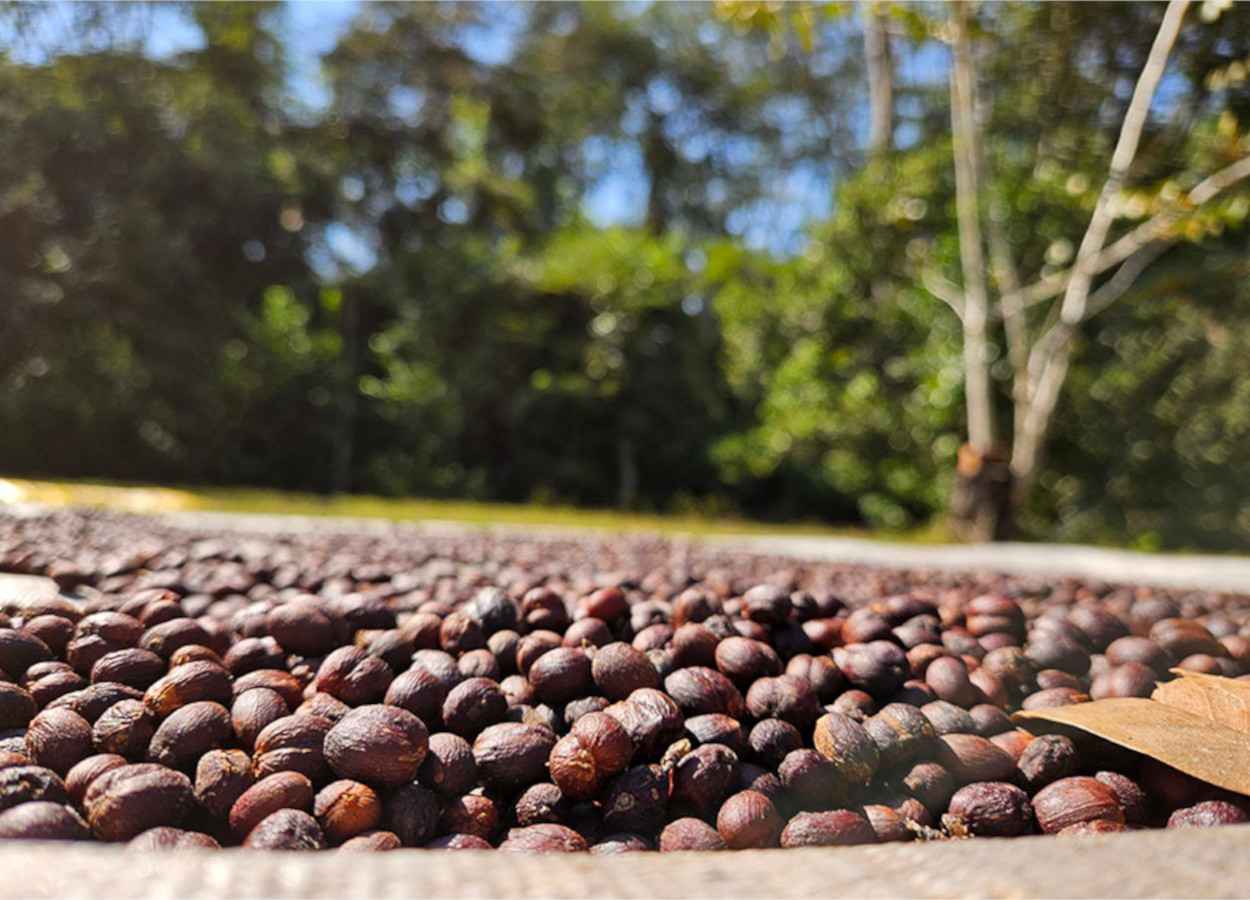 Cafeicultura cresce nas matas de Rondônia