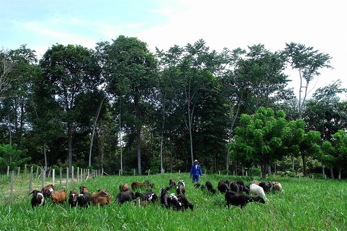 Parceria vai apoiar implantação de sistemas de integração lavoura-pecuária-floresta no AM