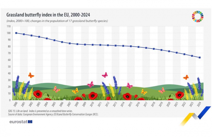 População de aves e borboletas diminui na União Europeia