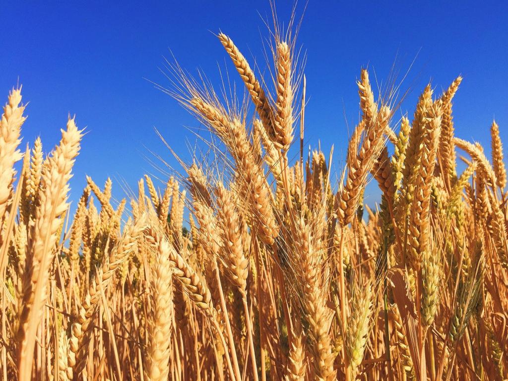 Dessecação uniformiza colheita e pode aumentar a produtividade nas culturas de trigo e cevada