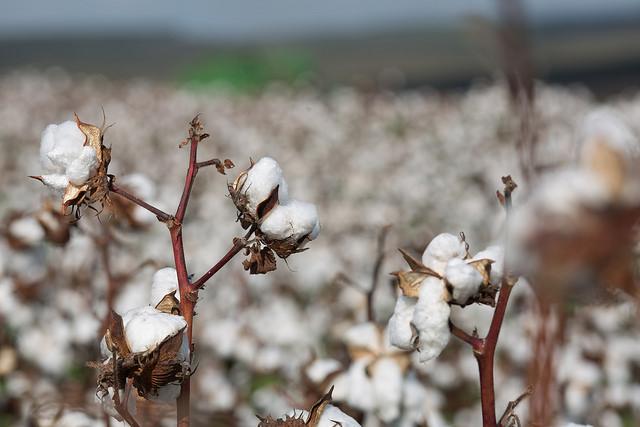 Corteva obtém aprovação para algodão WideStrike 3 no Brasil