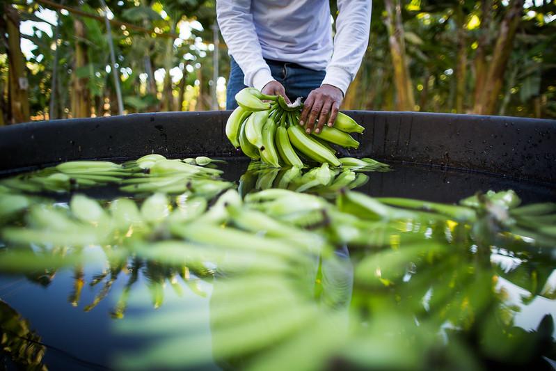 Banana foi uma das culturas mais prejudicadas por ciclone no Sul