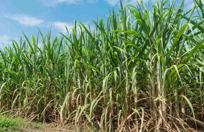 Safra mineira de cana deve crescer 11,6% em 2026/27