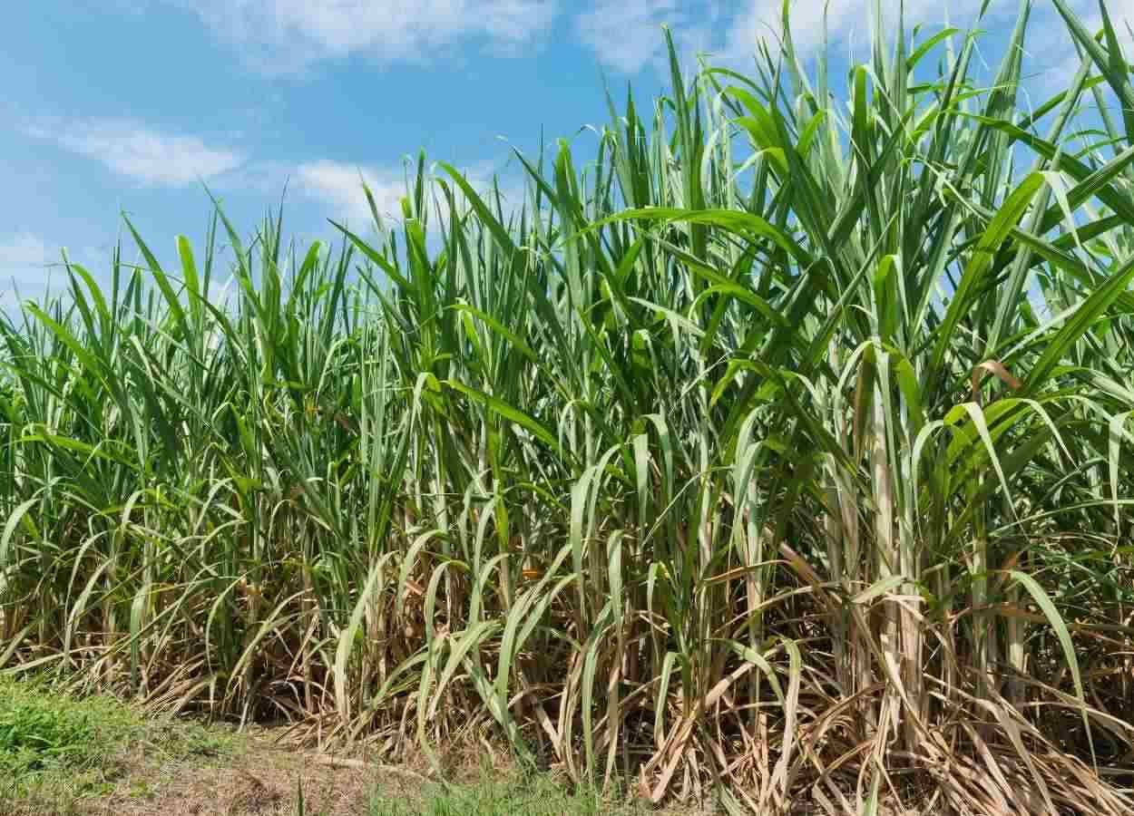 Condições climáticas favoráveis contribuem para ganho de produtividade e recuperação dos níveis de ATR