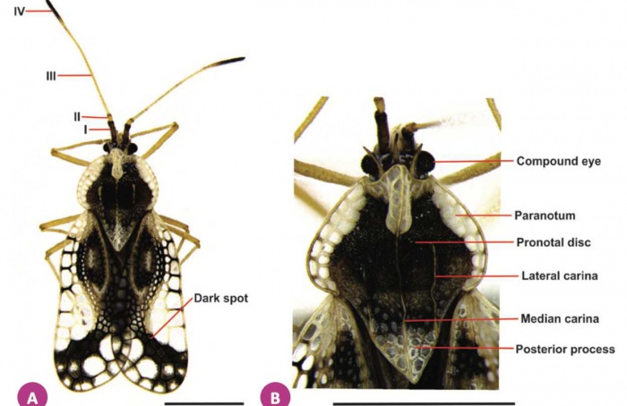 Gargaphia lunulata tem maior distribuição geográfica e nova hospedeira