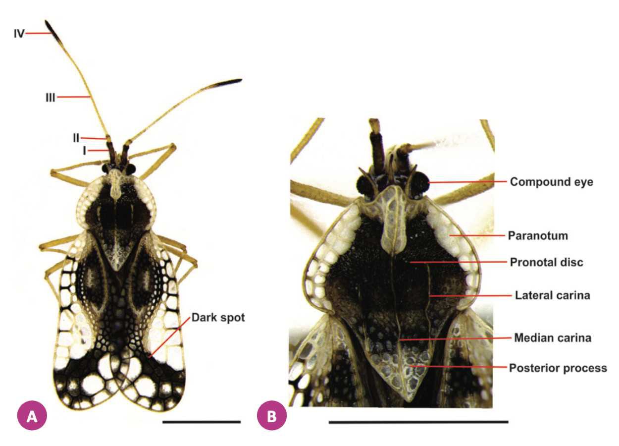 Gargaphia lunulata tem maior distribuição geográfica e nova hospedeira