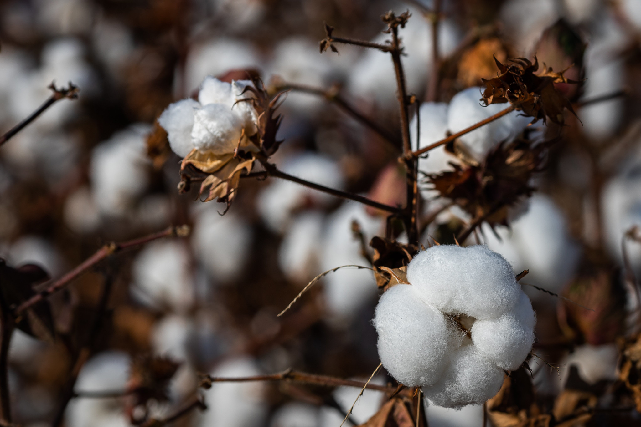 Indicador do algodão recua quase 16% em setembro