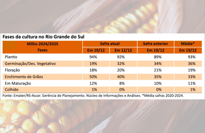 RS Safra 2024/25: milho com expectativas de boa produtividade