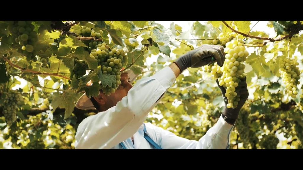 ​Projeto Uva Nossa fomenta produção vitivinícola no PR e RS