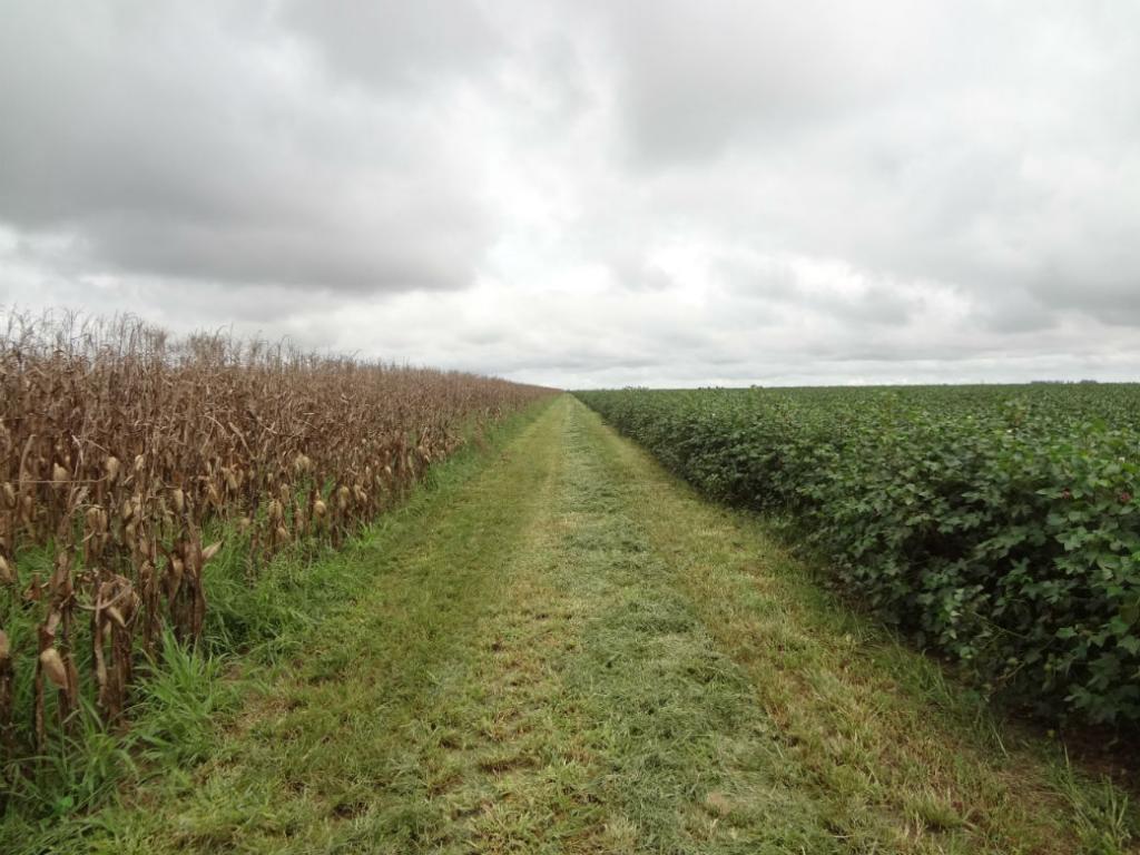 Nova fronteira agrícola será tema de congresso em Campo Grande (MS)