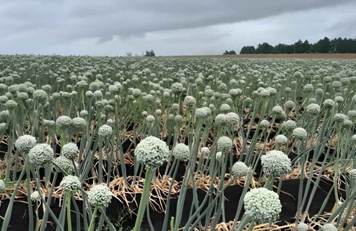 RS Safra 2025/26: olerícolas mantêm bom potencial produtivo