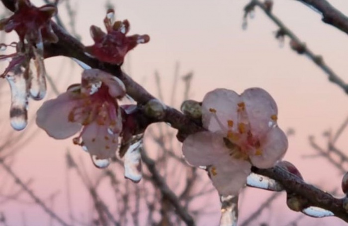 Nova tecnologia facilita o monitoramento de temperatura em pomares de frutas de caroço