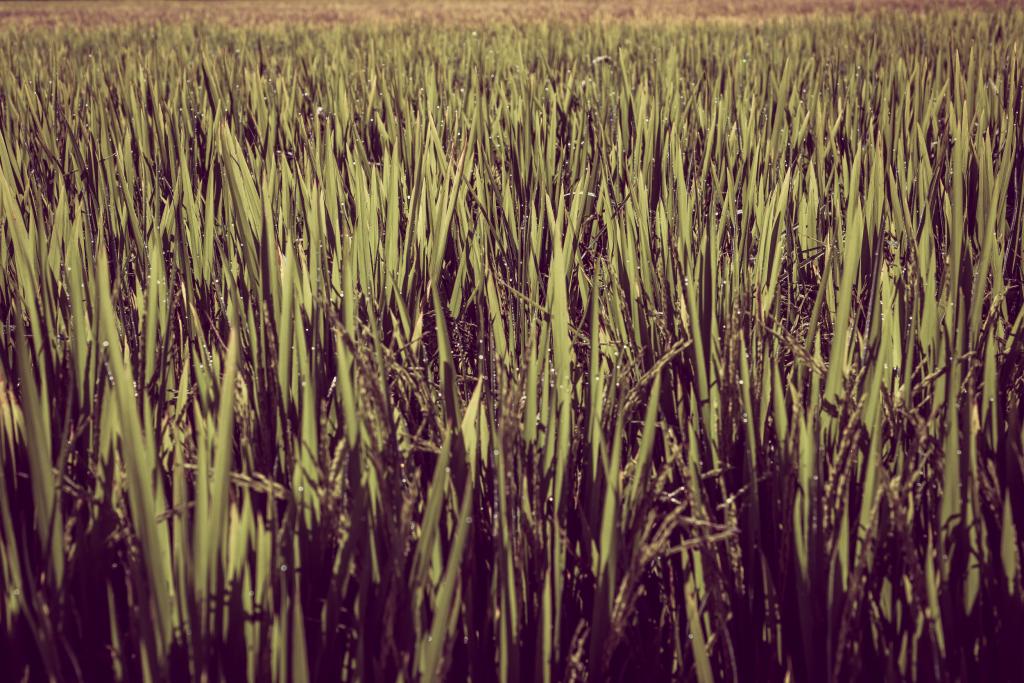 Altos custos de produção no arroz continuarão na próxima safra