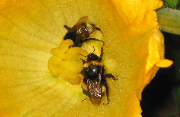Flores sem néctar não alteram escolha de abelhas