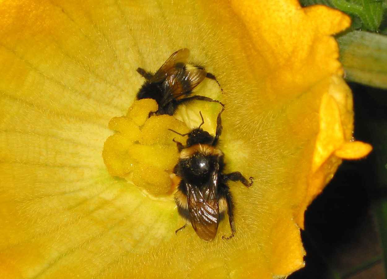Estudo descarta efeito de “isca” e aponta aprendizado rápido em Bombus terrestris