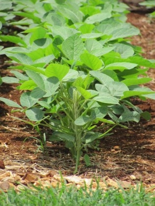 Tratamento de sementes melhora enraizamento da soja e contribui para maior produtividade