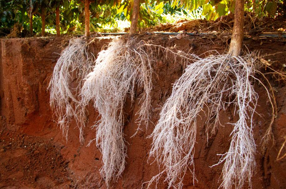 Cafezal com raízes protegidas produz mais e com mais qualidade