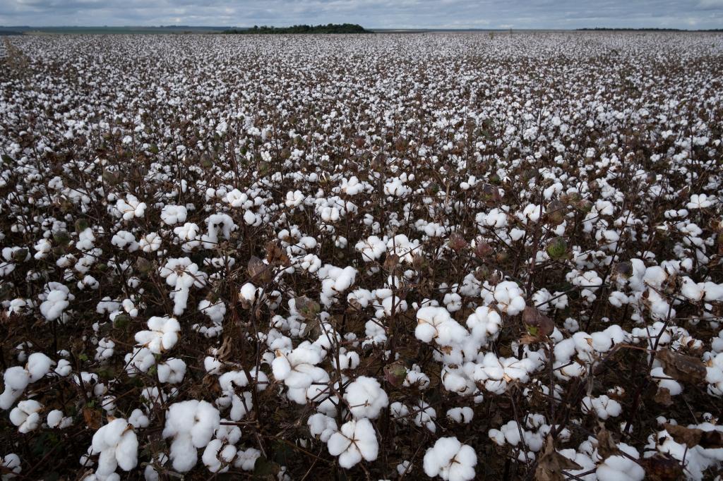 Produtores de algodão iniciaram colheita da safra 2019/20 em julho