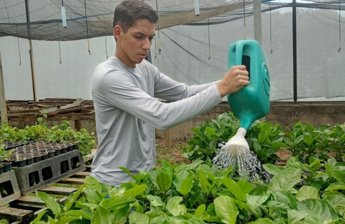 Solução reduz custo de mudas de maracujá no Espírito Santo