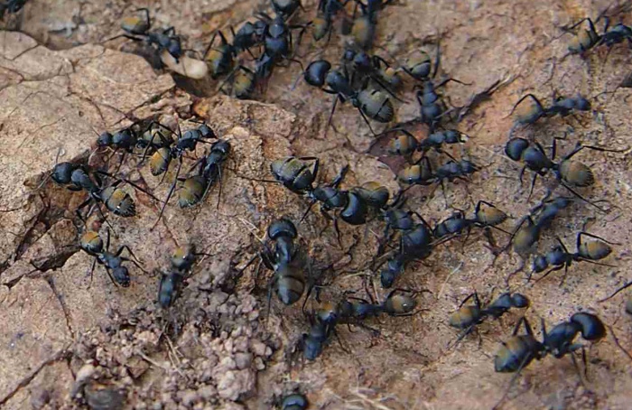 Formigas contribuem para a polinização da framboesa