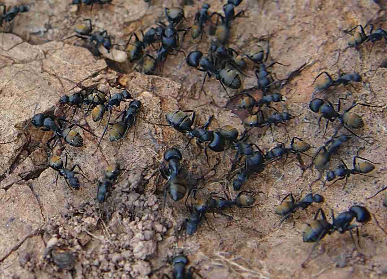 Estudo em cultivo protegido aponta maior peso e qualidade de frutos após visitas de formigas