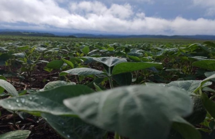 MS inicia plantio da soja da safra 2025/26 em 16 de setembro