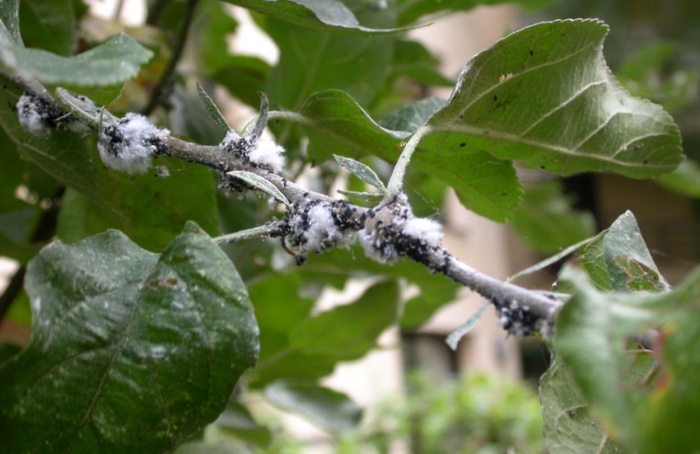 Sensores nas asas ajudam pulgões a encontrar plantas raras