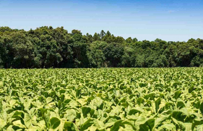 Sustentabilidade avança no setor do tabaco no Sul do Brasil