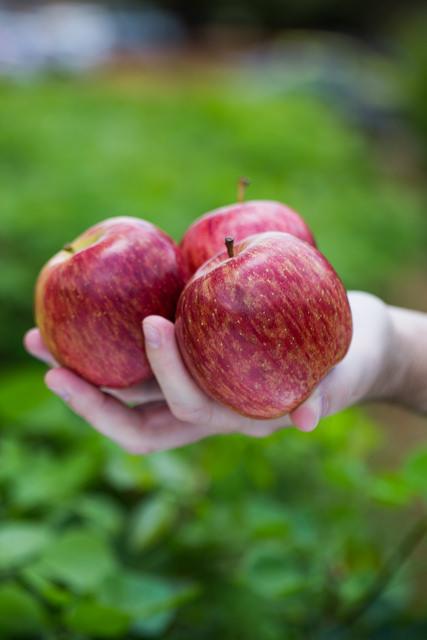 Frutificação da safra de maçã 18/19 deve se intensificar ainda em novembro