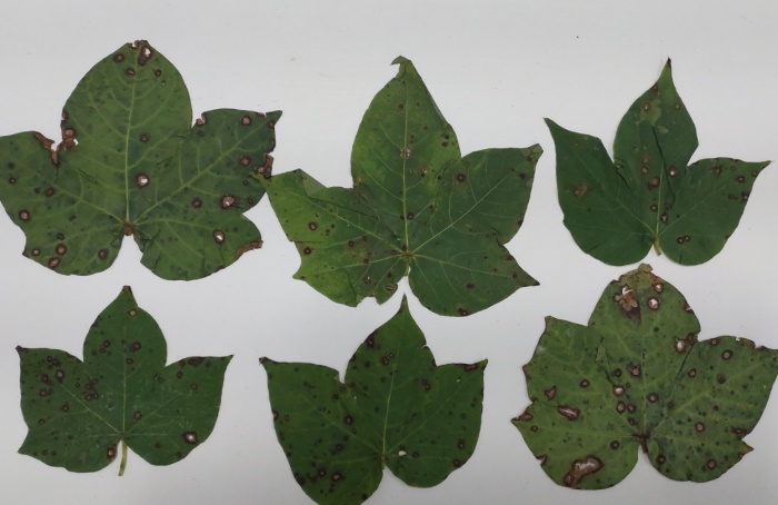 Surto de manchas foliares causado por Corynespora cassiicola na cultura do algodoeiro em Mato Grosso