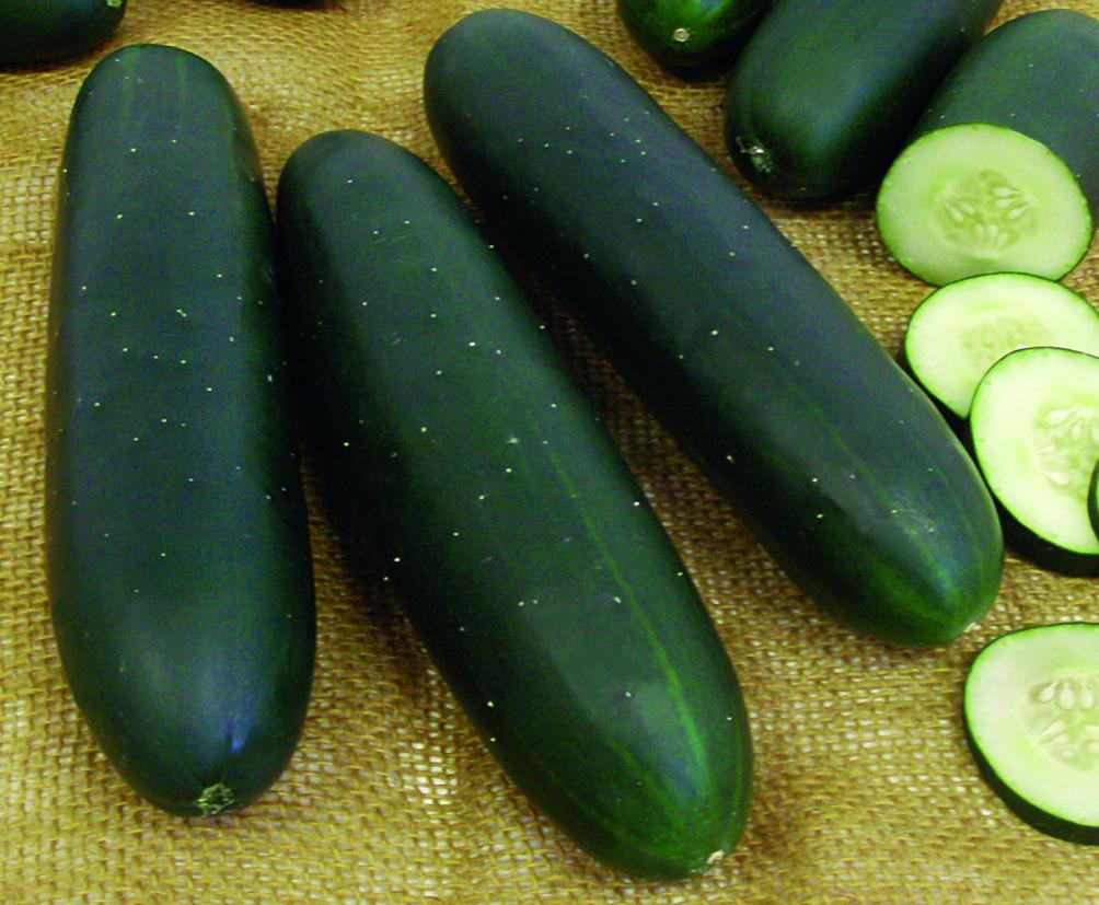Superseed Line develops cucumber hybrids that serve different regions of BR
