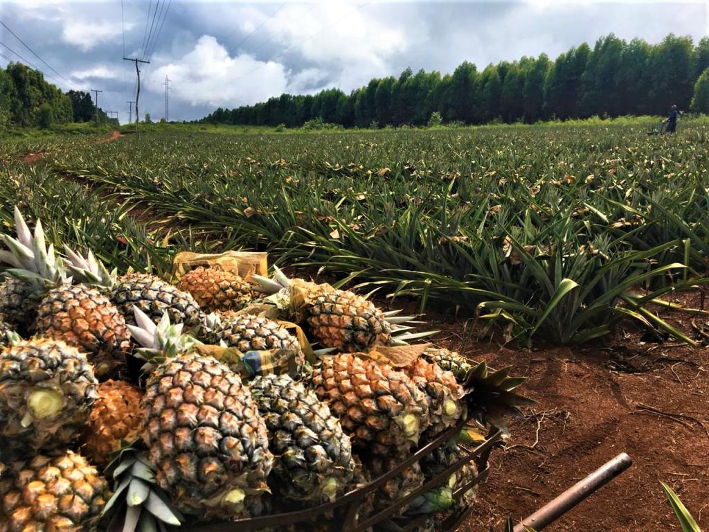 Produtores de Itamarandiba superam crise e comemoram a boa safra de abacaxi