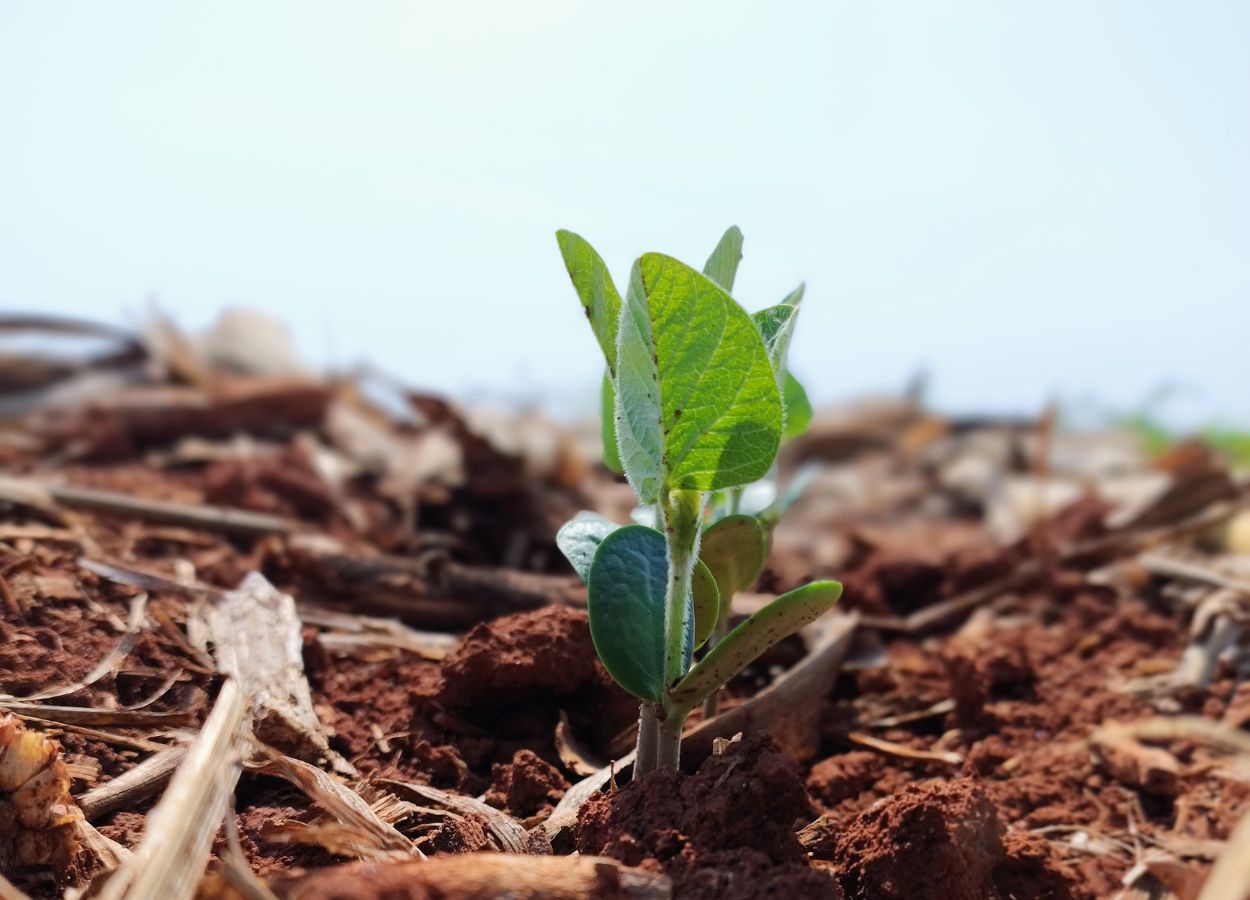 Custo de produção da soja sobe 1,9% em MS na safra 2025/26