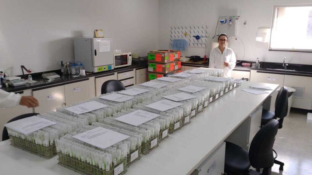 Embrapa amplia banco genético de batatas com 1.732 novas amostras