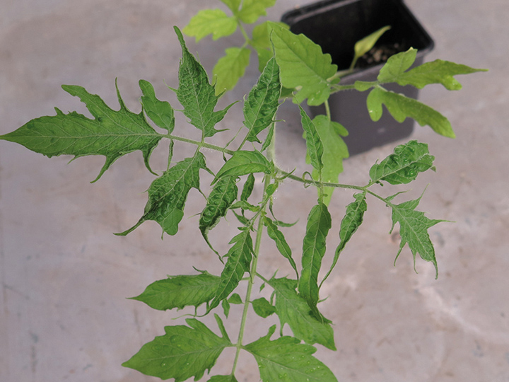Folha deformada, afilada, de planta de tomateiro infectada por ToBRFV.