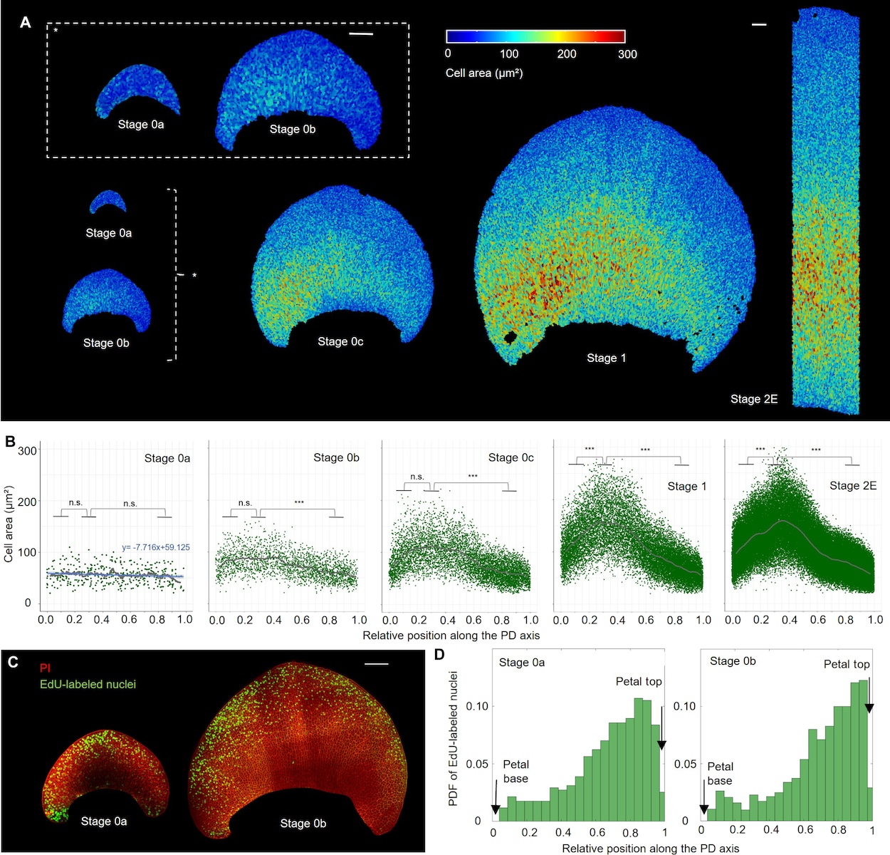 Distribuição espaço-temporal de eventos de expansão celular e divisão celular através da epiderme adaxial durante os estágios iniciais da morfogênese da pétala de <i>H. trionum</i>. <b>(A)</b> Mapa colorido da área celular através da epiderme da pétala adaxial WT durante os estágios iniciais de desenvolvimento (de S0a a S2E). Barras de escala, 100 μm. <b>(B)</b> Distribuição da área celular através do eixo PD da pétala de <i>H. trionum</i>. Os gráficos consideram apenas a faixa central de células (20% da largura da pétala) para legibilidade. As posições das células ao longo do eixo PD são relativas (0 = base da pétala; 1 = ponta da pétala). As linhas cinzas correspondem à média móvel da área celular de todas as réplicas. As diferenças estatísticas foram calculadas usando um teste de Shapiro-Wilk para avaliar a normalidade e, em seguida, um teste t; n.s., não significativo, ***P &lt; 0,01. n = 5 pétalas para cada estágio. <b>(C)</b> Distribuição de eventos de divisão celular através da epiderme adaxial das pétalas S0a e S0b. O DNA recém-sintetizado é marcado usando o análogo de nucleotídeo marcado fluorescentemente 5-etinil-2-desoxiuridina (EdU; verde) e as membranas plasmáticas são coradas com PI (vermelho). Barra de escala, 100 μm. <b>(D)</b> Função de densidade de probabilidade (PDF) dos núcleos marcados com EdU ao longo do eixo PD das pétalas S0a (esquerda) e S0b (direita) de H. trionum (listras correspondentes a 20% da largura da pétala e centralizadas ao longo do eixo PD foram analisadas, veja a fig. S1E). n = 5 pétalas para cada estágio.