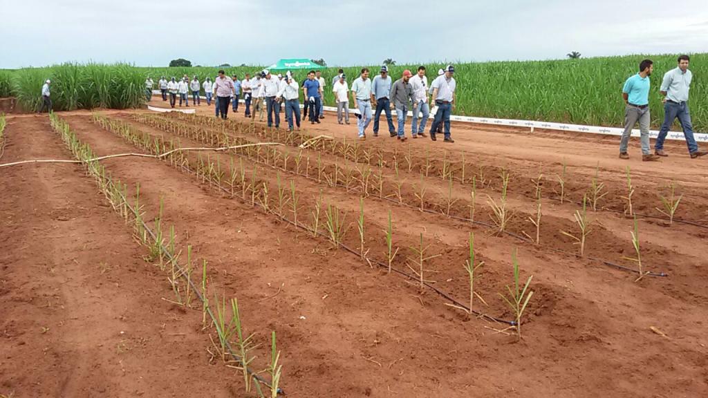 ​Syngenta demonstra benefícios do Meiosi, método que combina a plantação de mudas de cana-de-açúcar com outras culturas