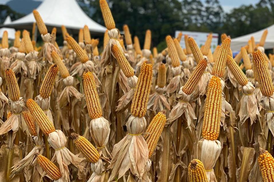 Secretaria da Agricultura de SC inicia distribuição de 200 mil sacas de sementes de milho do Programa Terra Boa