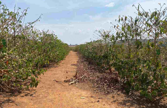 Cafeicultura: como mitigar os danos causados pela seca e calor intenso