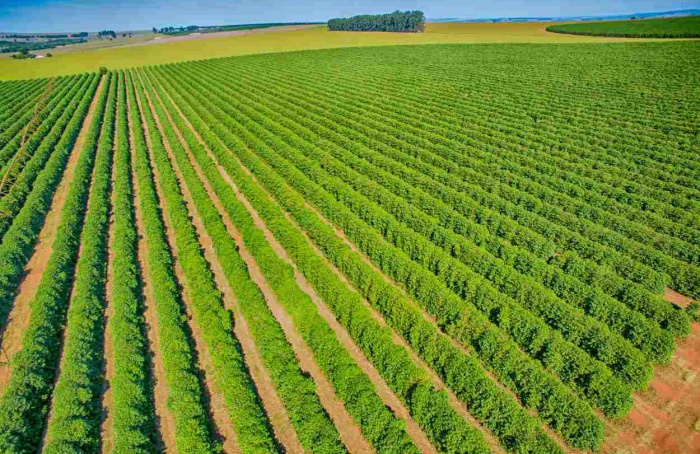 Pesquisa mostra potencial da cafeicultura para balanço de carbono